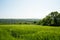 Wheat field crops farmland in the Tyne valley