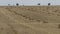 Wheat field cut. Straw collected in large square bales.