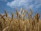 Wheat field detail farm outdoors rural scene cereal