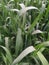 Wheat field in early summer, green wheat spoon natural beautiful growth.