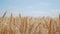 Wheat field with ears of corn and a lifestyle grains background. concept agriculture harvesting eco farming. golden