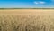 Wheat field. Ears of golden wheat . Background of ripening ears of wheat field. Rich harvest Concept