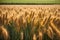 Wheat field, ears of golden wheat close up