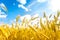 Wheat field. Ears of golden wheat close up. Background of ripening ears of meadow wheat field. Rich harvest Concept. Ads.