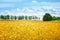 Wheat field. Ears of golden wheat close up. Background of ripening ears of meadow wheat field. Rich harvest Concept. Ads.