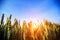 Wheat field. Ears of golden wheat close up. Beautiful Nature Sunset Landscape