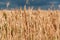 Wheat field. Ears of golden wheat close up. Beautiful Nature Sunset Landscape