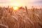 Wheat field. Ears of golden wheat close up. Beautiful Nature Sunset Landscape. Rural Scenery under Shining Sunlight. Background of