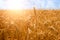 Wheat field. Ears of golden wheat close up. Beautiful Nature Sunset Landscape. Rural Scenery under Shining Sunlight. Background of