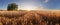 Wheat field. Ears of golden wheat close up. Beautiful Rural Scenery under Shining Sunlight and blue sky. Background of ripening