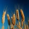 Wheat field. Ears of golden wheat close-up. . Generative AI