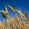 Wheat field. Ears of golden wheat close-up. Generative AI