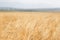 Wheat field. Ears of golden wheat closeup