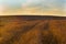 Wheat field. Ears of golden wheat. Rural Scenery under Shining Sunlight