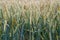 Wheat field. Ears of wheat close up.