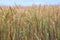 Wheat field. Ears of wheat close up.