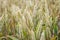 Wheat field. Ears of wheat close up.