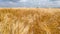 Wheat Field. Ears of wheat close up. Harvest and harvesting concept.