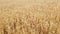 Wheat Field. Ears of wheat close up. Harvest and harvesting concept. Field of golden wheat swaying. Nature landscape