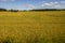 Wheat Field and Farm