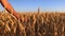 Wheat field. Farmer`s hand touching ripe ears of wheat.