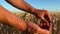 Wheat field. Farmer`s hands close up. The farmer hulls ripe ears of wheat. 4K