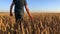 Wheat field. A farmer walks across the field and touches ripe ears of wheat.