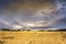 Wheat field in a farmland against a cloudy sky at golden hour. No people and empty cop space