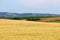 Wheat field farmland landscape Vojvodina