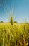 Wheat field with flowering spikes ready for harvest