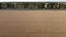 Wheat field. Flying over wheat field, ears of mature ripe wheat, trees, road