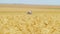 Wheat field in foreground in focus, combine harvester rides in background in unfocus