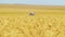 Wheat field in foreground in focus, combine harvester rides in background in unfocus