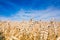 Wheat field, fully ripe corn ears on a sunny summer day, deep blue sky, harvest time, closeup texture surface photo