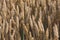 Wheat field. Golden ears of wheat on the field. Background of ripening ears of meadow wheat field. Rich harvest Concept