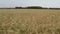 Wheat field. Golden ears of wheat. The wind swings the harvest of grain crops.