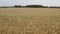 Wheat field. Golden ears of wheat. The wind swings the harvest of grain crops.