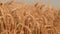 Wheat field, grain, harvest