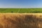 Wheat field, grape plantations and blue sky