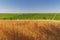 Wheat field, grape plantations and blue sky