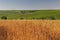 Wheat field, grape plantations and blue sky