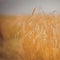 Wheat field. green ears of wheat or rye on blue sky background. Rich harvest Concept