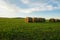 Wheat field with green grass and a golden haystack