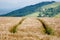 Wheat field with green tracks.