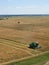 Wheat field harvest