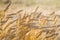 Wheat field harvest, fully ripe corn ears on a sunny summer day, harvest time, closeup sunlit, texture surface photo