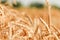 wheat field, harvest season, background, gold, august, landscape
