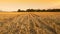 Wheat field harvested with hay bales at sunset - Sezzadio - Piemonte