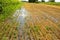 Wheat field after harvesting by combine. Clipped wheat. Wheat harvest season