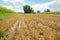 Wheat field after harvesting by combine. Clipped wheat. Wheat harvest season